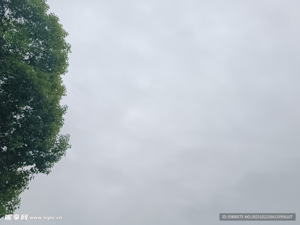 阴天中的树梢