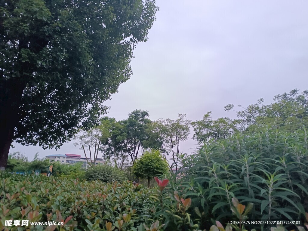 户外绿意盎然的自然景致