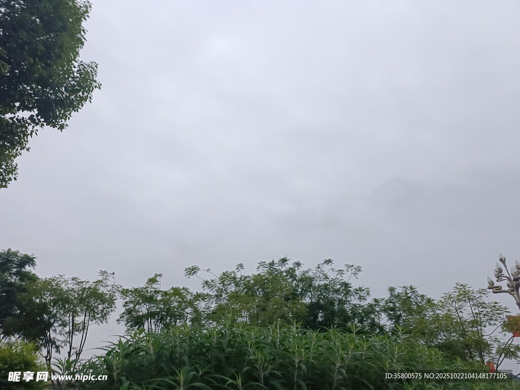 阴天中的绿植景观