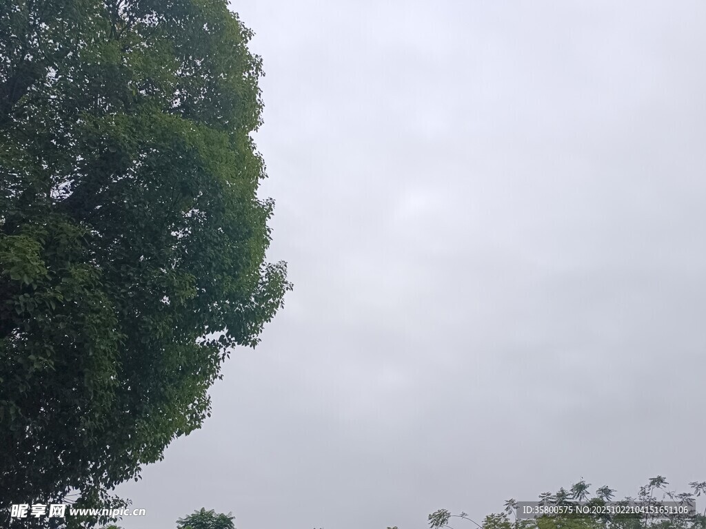 阴天中的茂密树冠