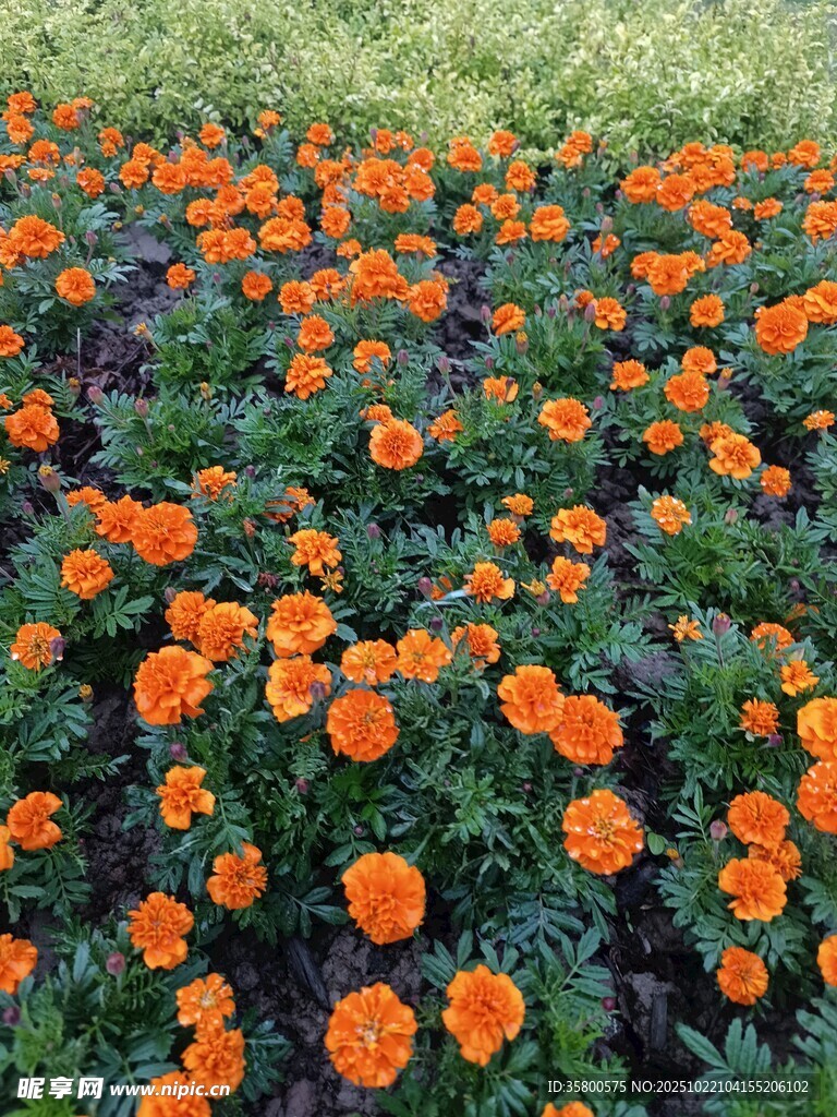 橙色万寿菊盛放的花田