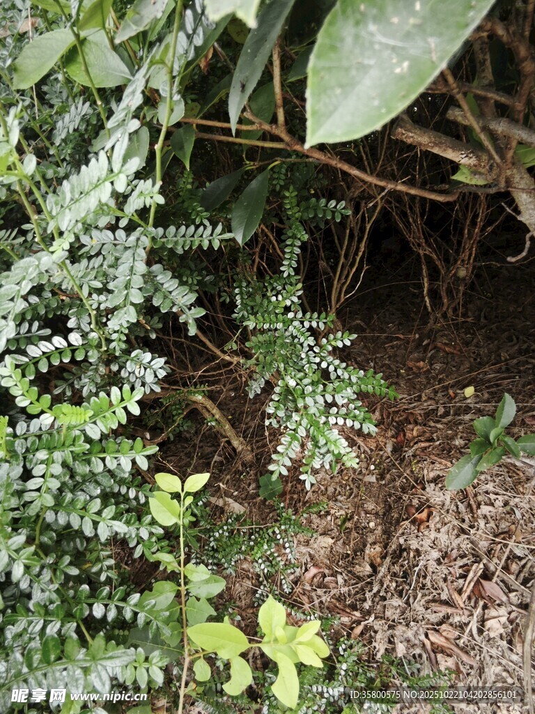 林下蕨类植物景观