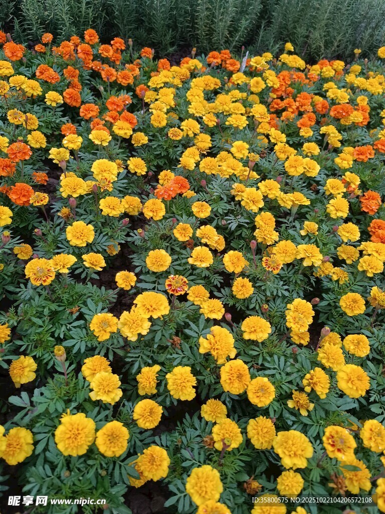缤纷花海