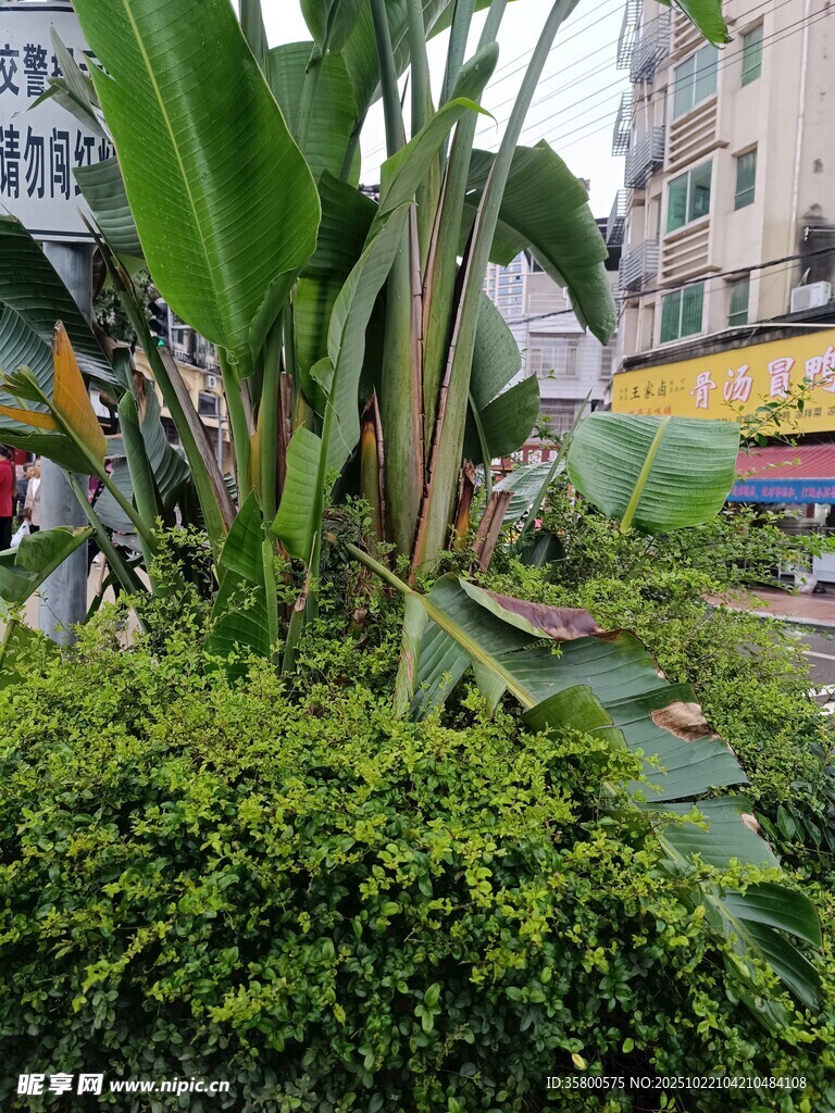 城市中的绿植景观