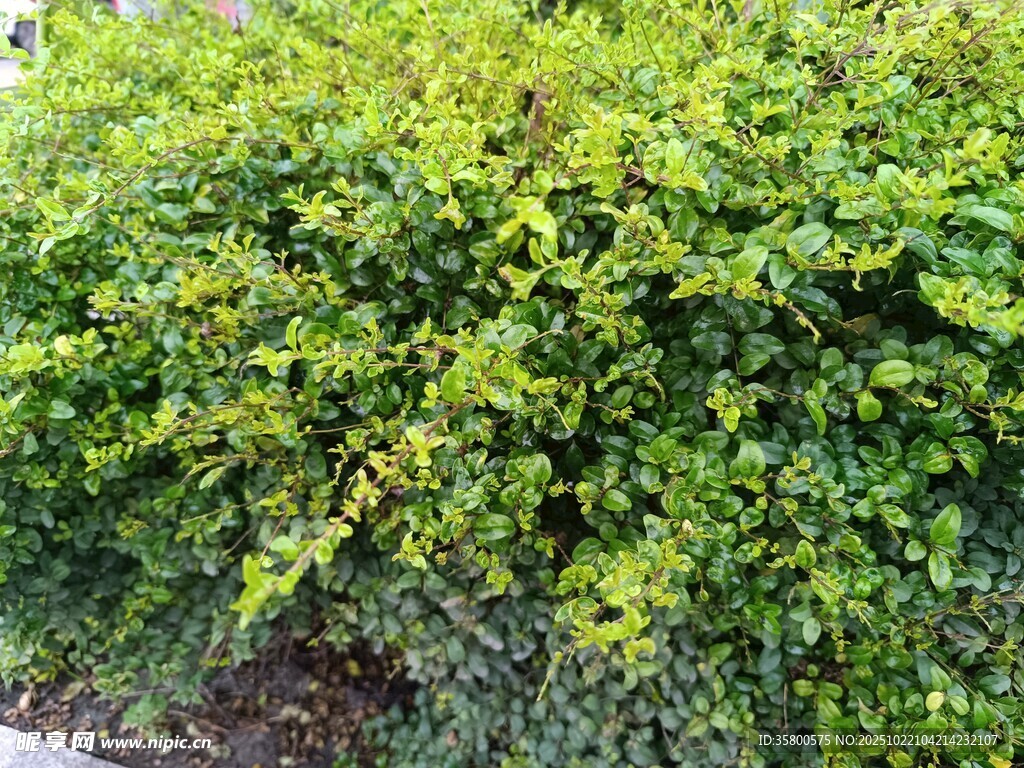 翠绿繁茂的灌木丛