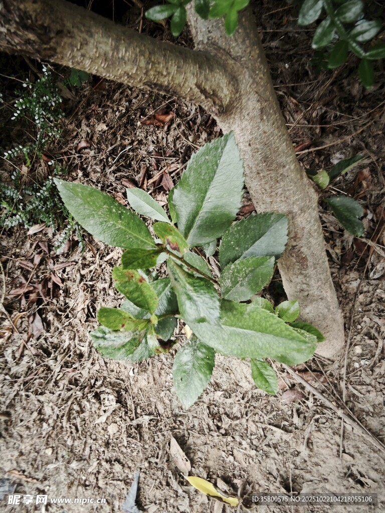 树根旁的嫩绿植物