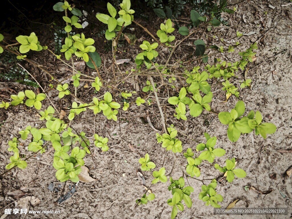 嫩绿植物生长于泥土间