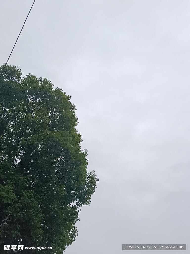 阴天中的葱郁大树