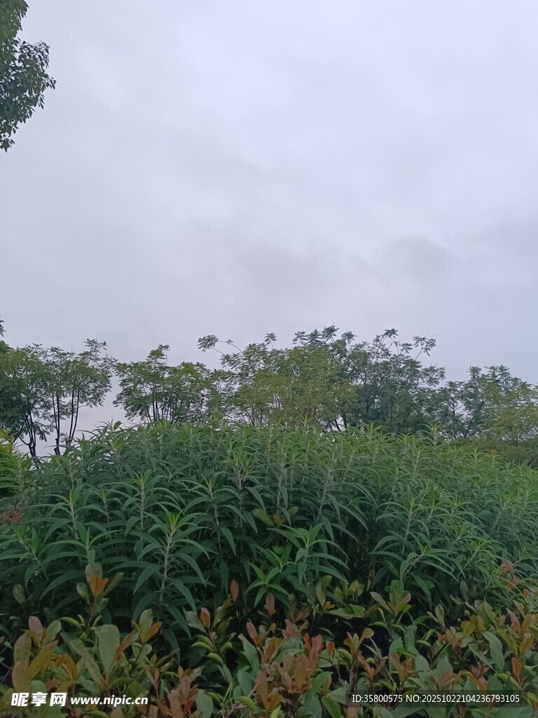 云雾中的绿植景观