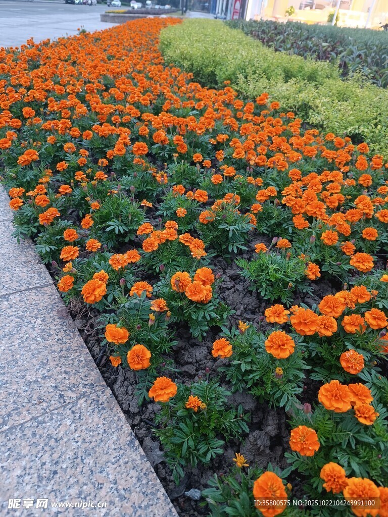 路边盛放的橙色花卉景观