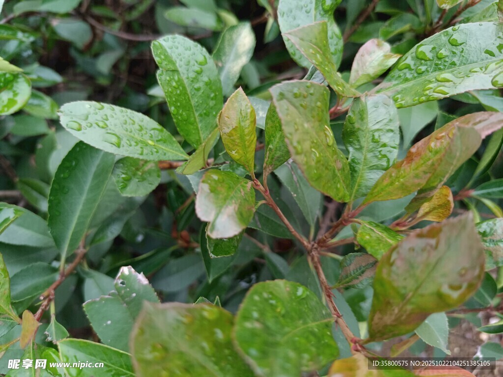 绿叶植物特写