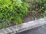 路边绿植景观