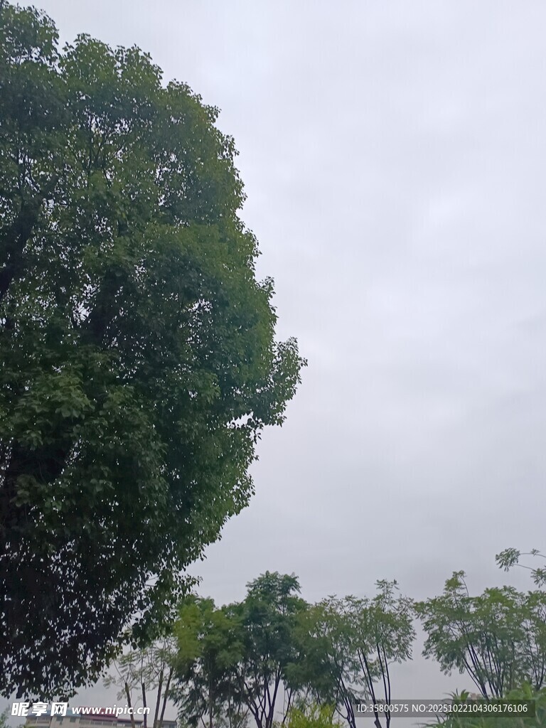 阴天里的葱郁树木