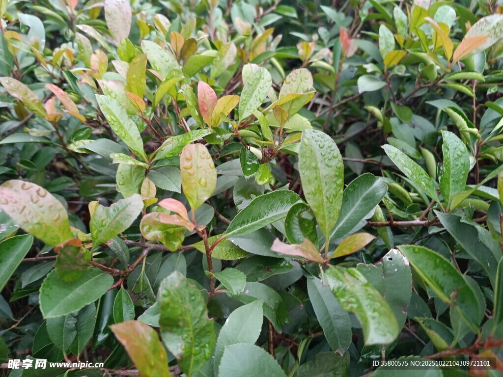 绿叶繁茂的植物景观