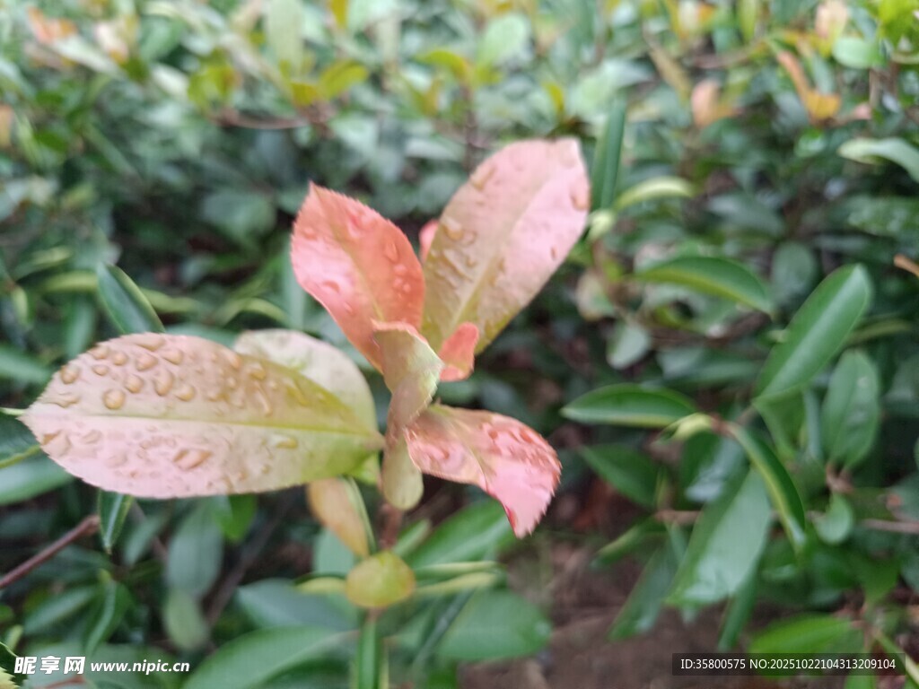 粉色斑点新叶特写