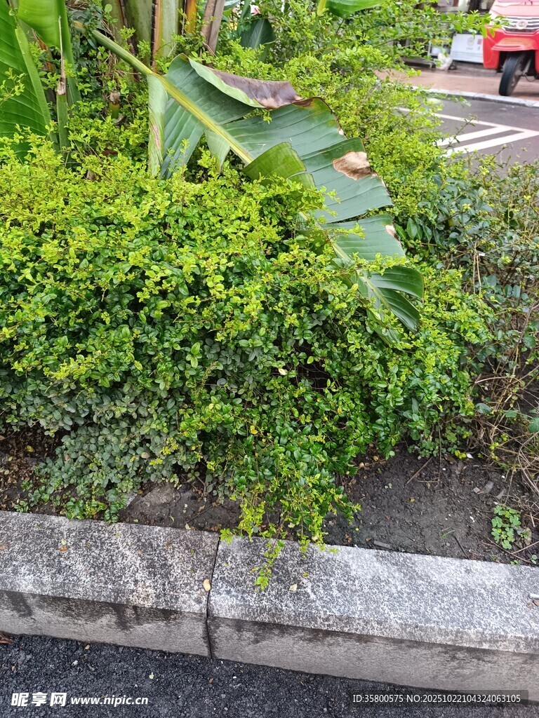路边绿植景观
