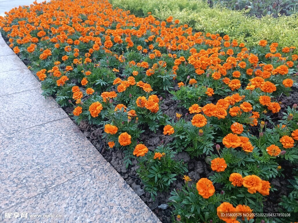 橙色花卉装点的美丽花带
