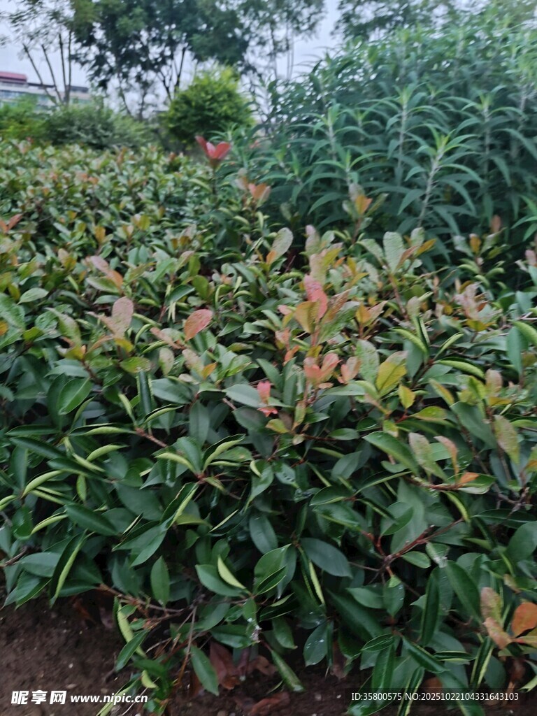 绿叶繁茂的植物景观