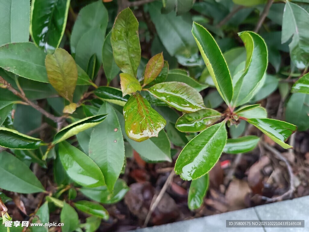 绿叶植物特写