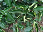 翠绿叶片植物特写