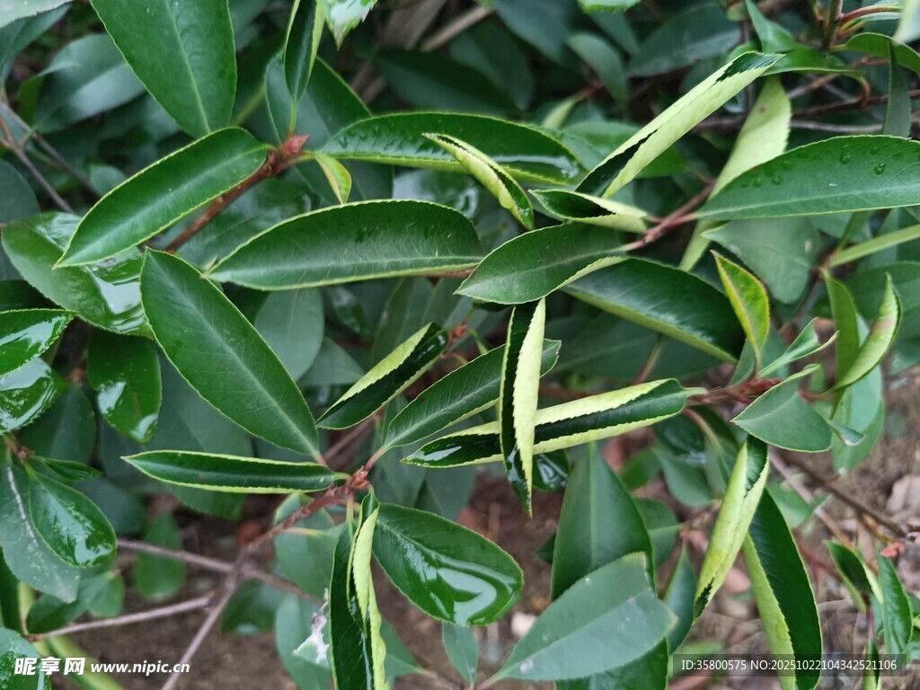 翠绿叶片植物特写
