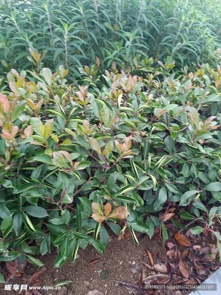 绿叶繁花的植物景观