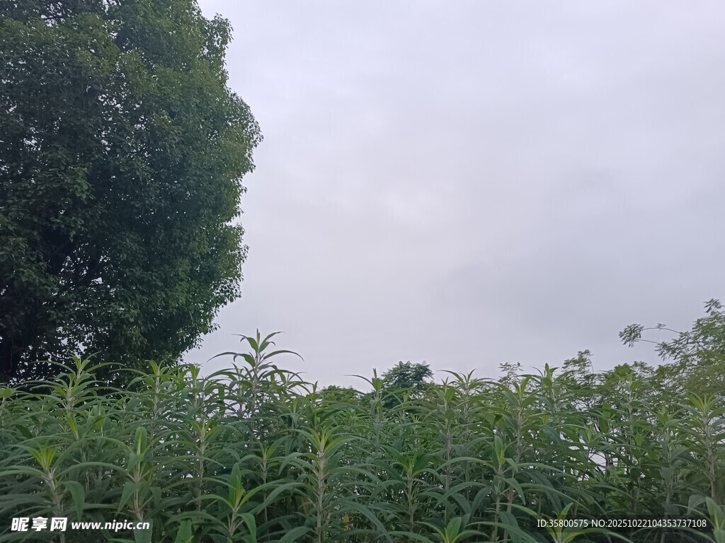野外葱郁草木与天空景象