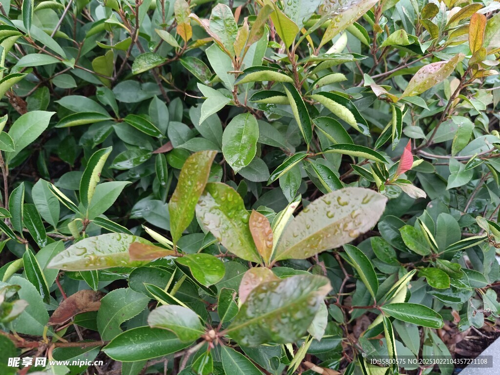 绿叶植物特写