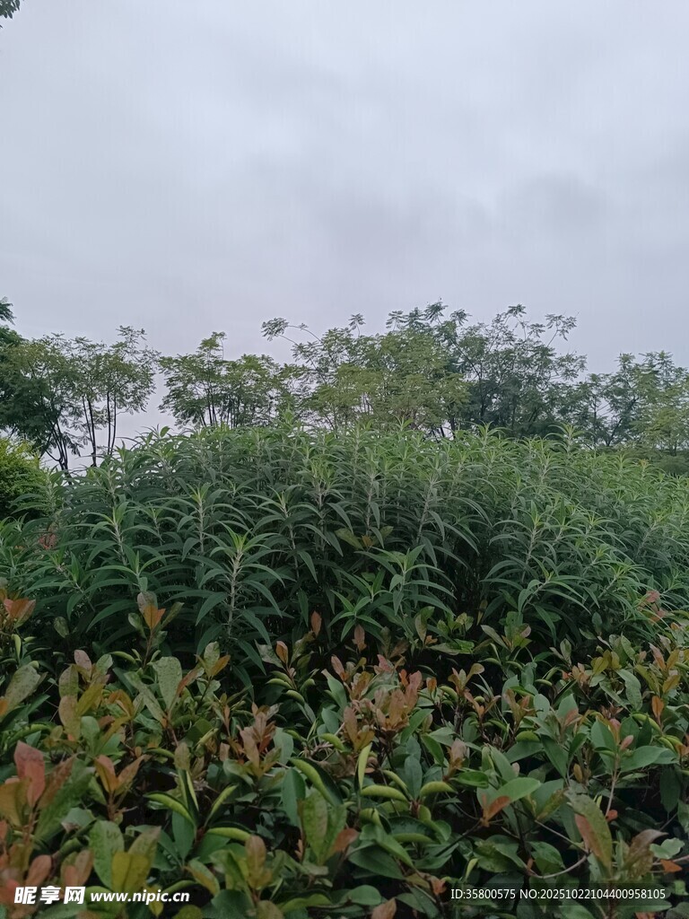 绿意盎然的户外植物景观