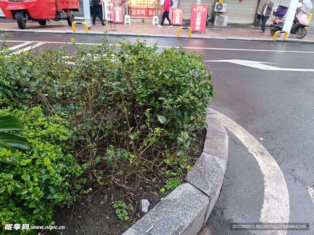 路边绿植景观