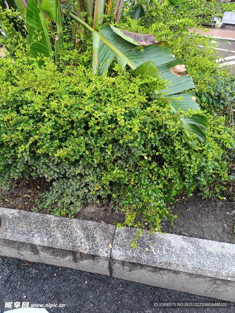 路边繁茂绿植景观