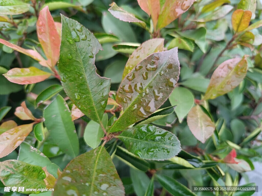 绿叶间的伪装青蛙