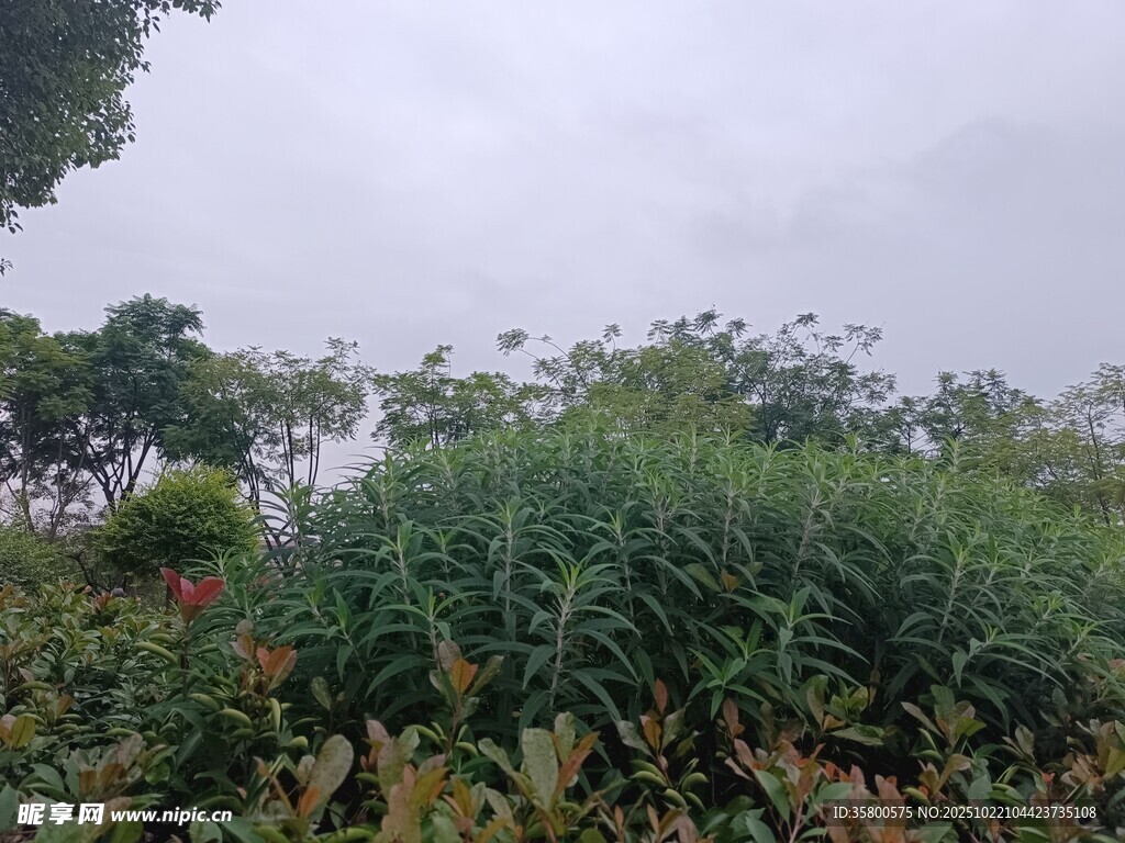 户外繁茂绿植景观
