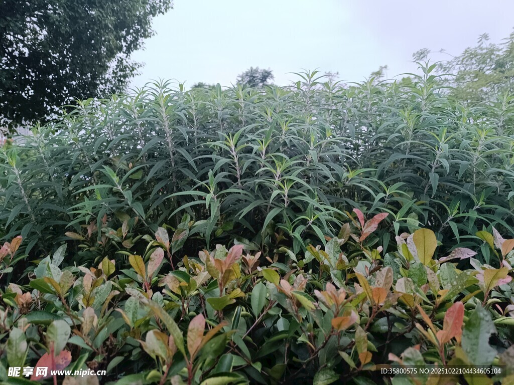 多彩绿植景观
