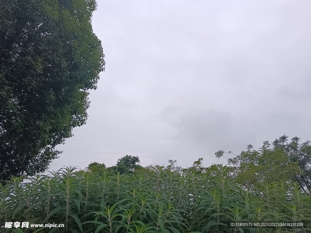 阴天中的繁茂绿植景观