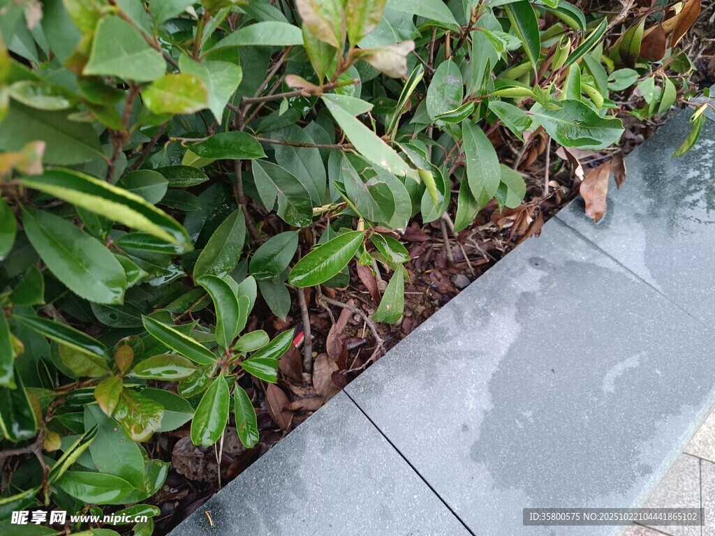 路边绿植景观