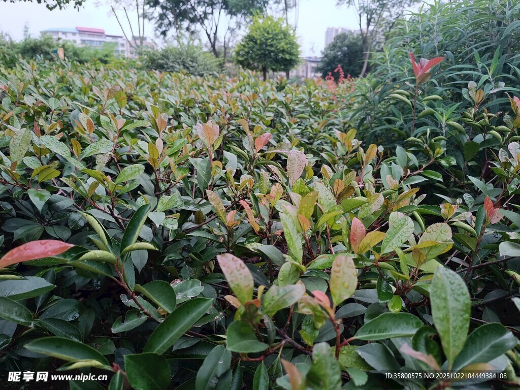 多彩叶片的植物景观