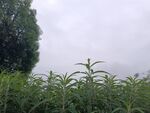 雾中绿植景观