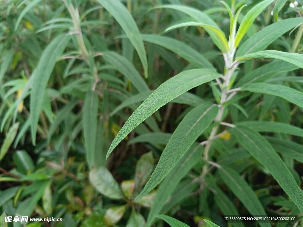 绿叶植物特写