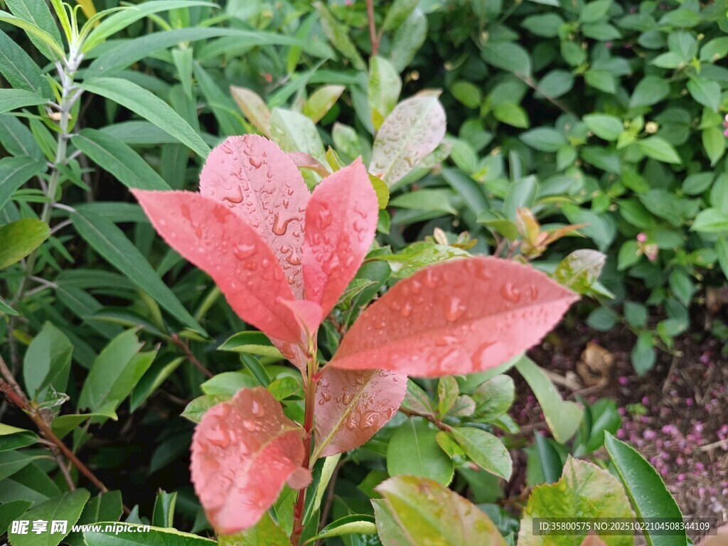 红绿叶植物特写