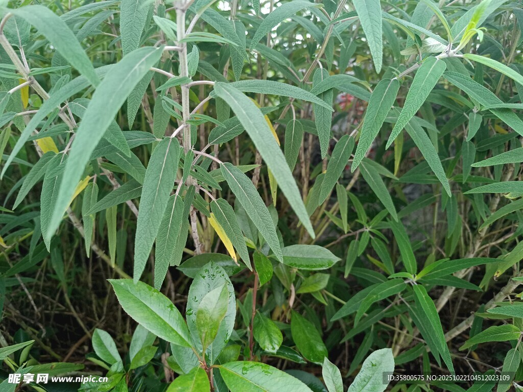 绿叶繁茂的植物景观