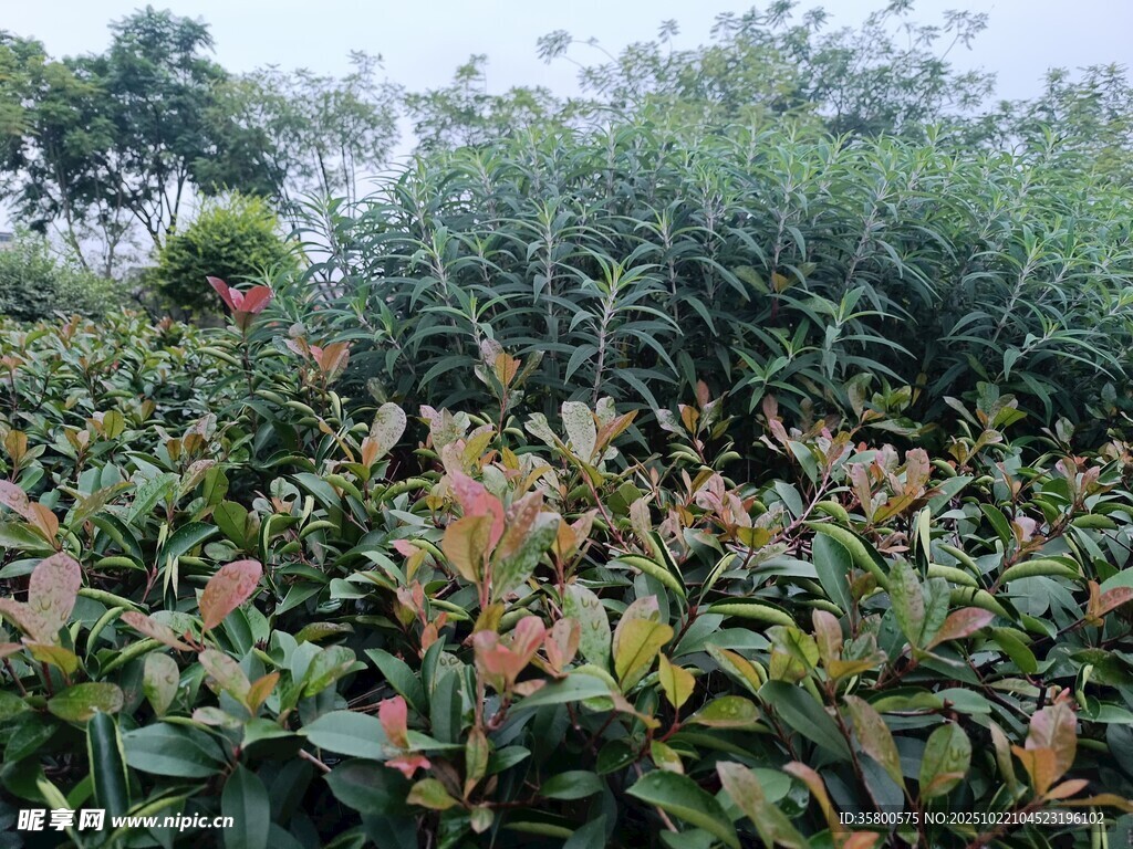 绿叶间的多彩植物景观