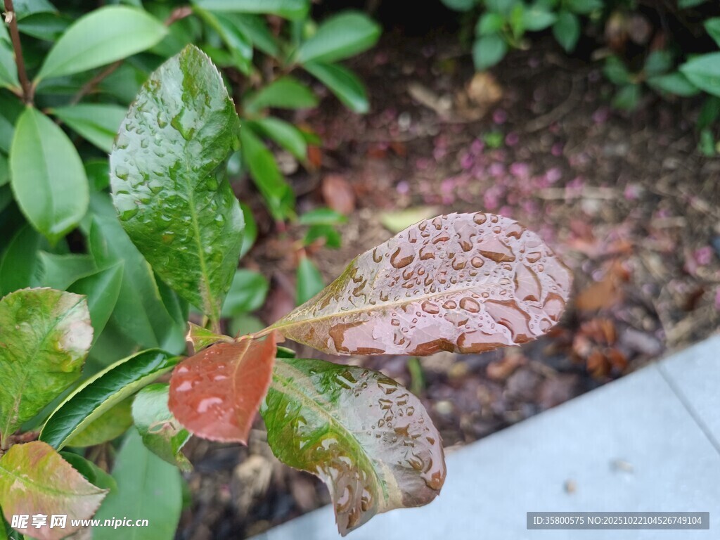雨后带水珠的多彩树叶