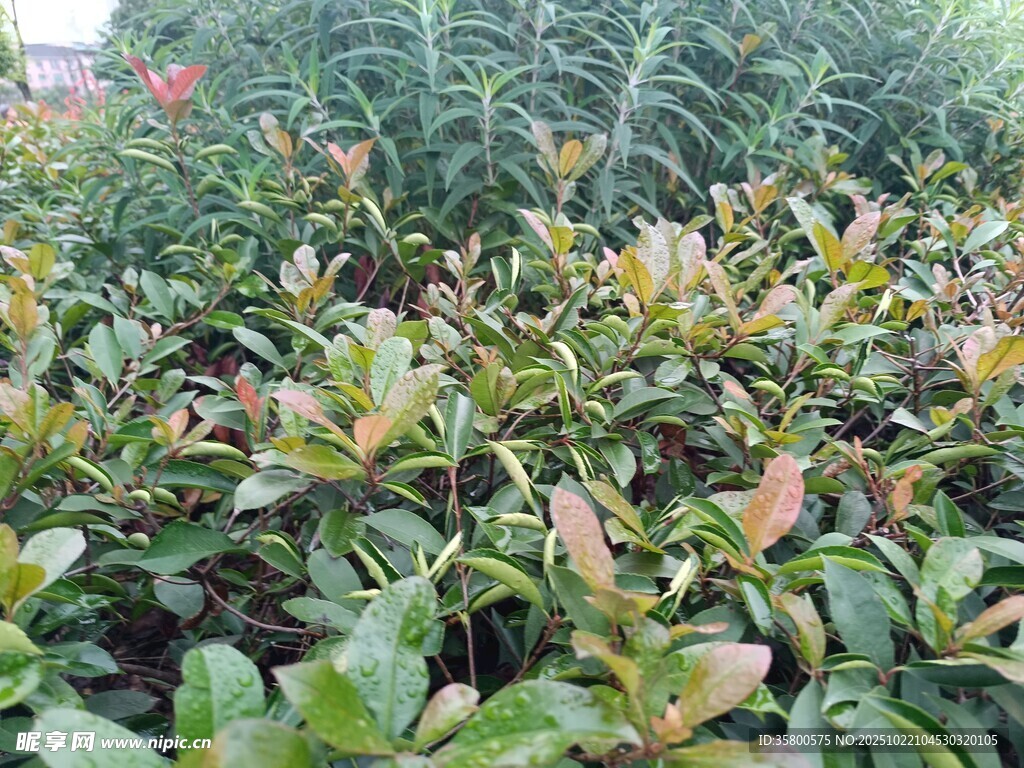 绿叶繁茂的植物景观