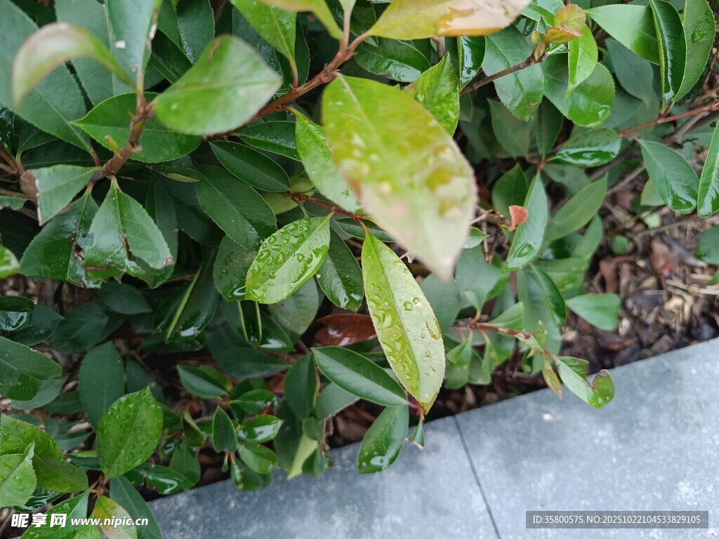 绿叶植物近景特写