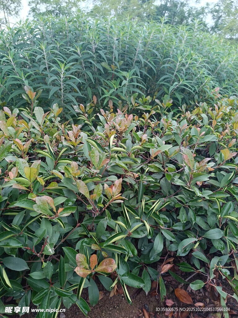绿叶红果植物景观