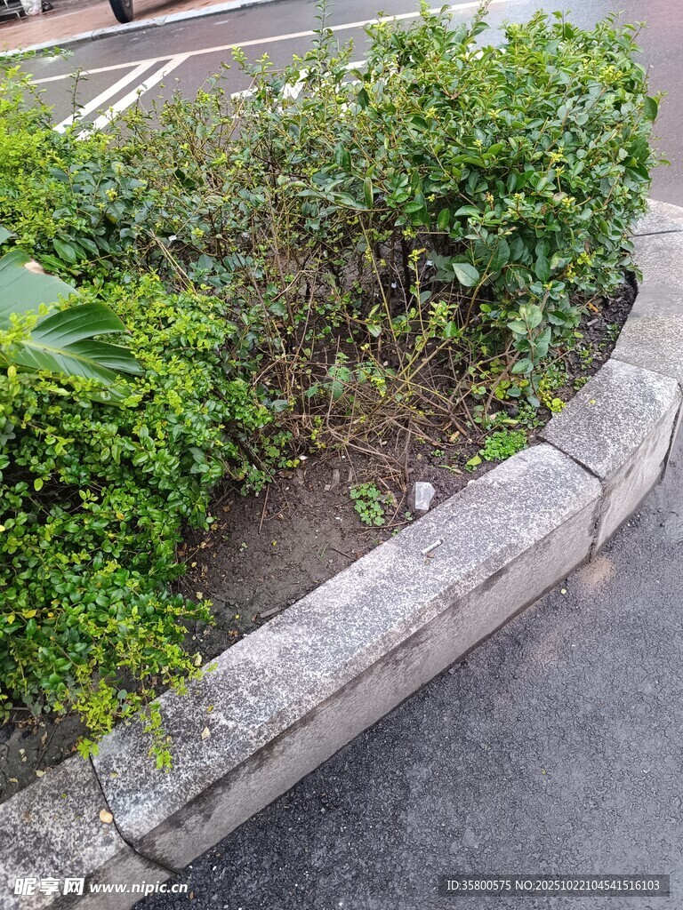 路边绿植景观