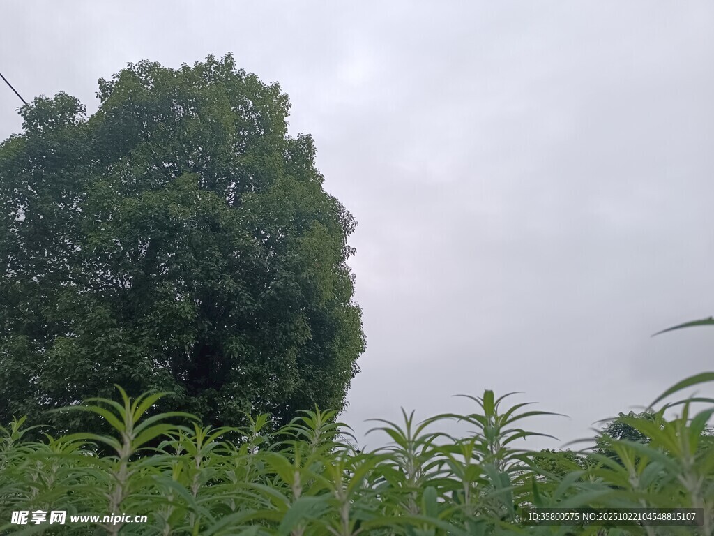 田野中的大树与绿植