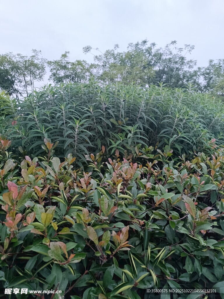 绿叶红边的繁茂灌木丛