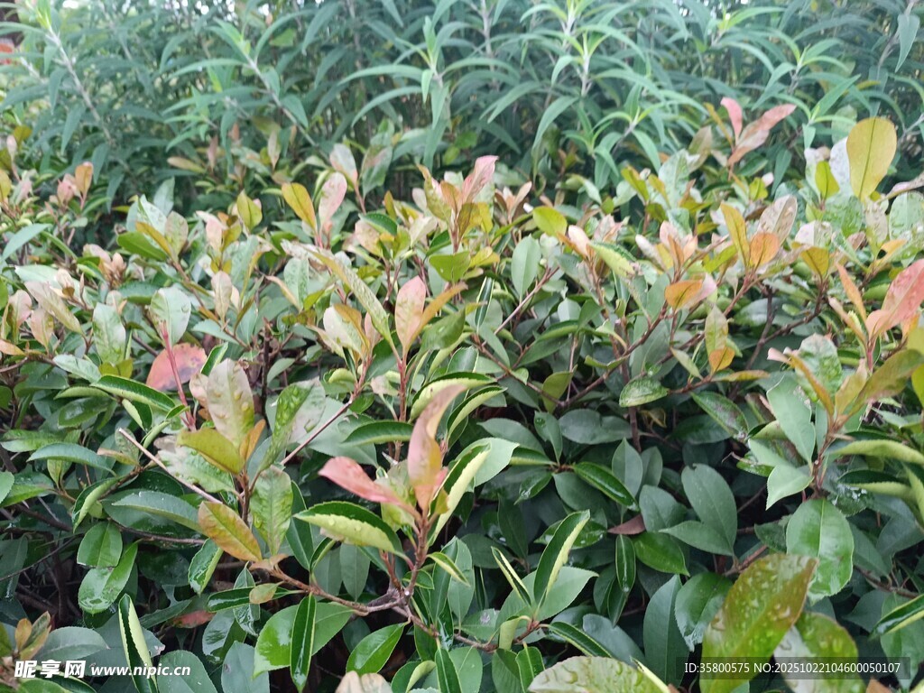 多彩叶片的植物景观